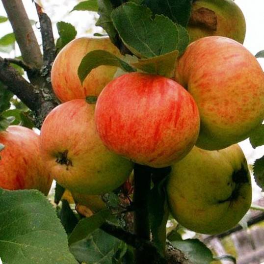 Яблоня коричное полосатое: описание сорта и его фото, посадка и уход