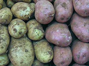 Обработка картофеля перед посадкой от болезней и вредителей, фото