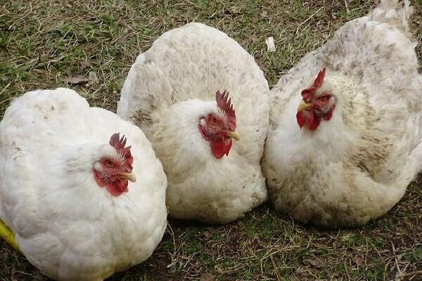 Цыплята бройлеры выращивание, уход и кормление - 10 рекомендаций!