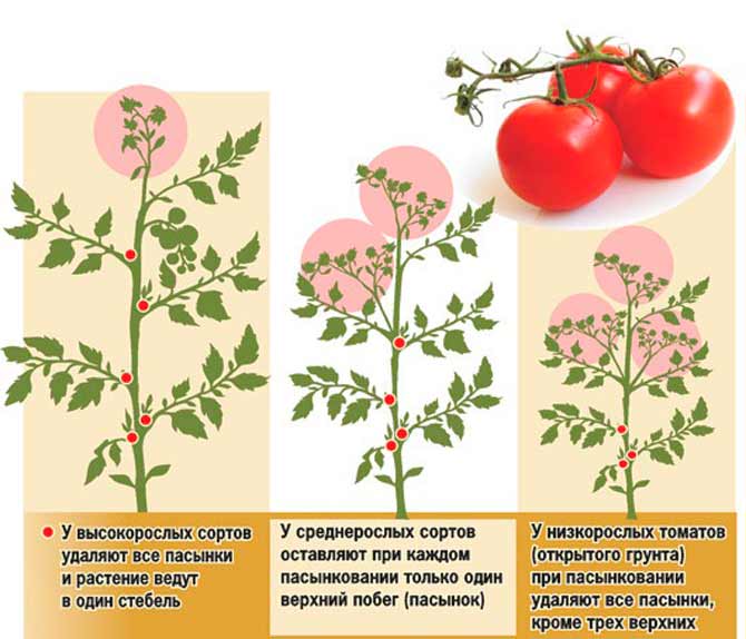 Формирование кустов помидоров в теплицах