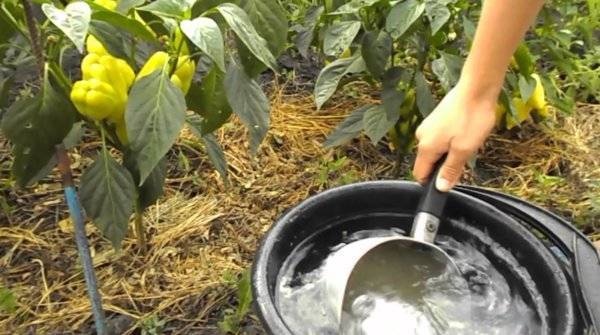 Посадка и выращивание болгарского перца в теплице и поликарбоната