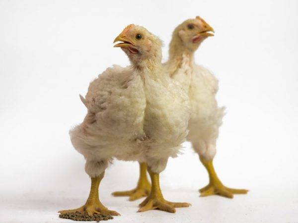 Как правильно определять симптомы болезней у цыплят и лечить их