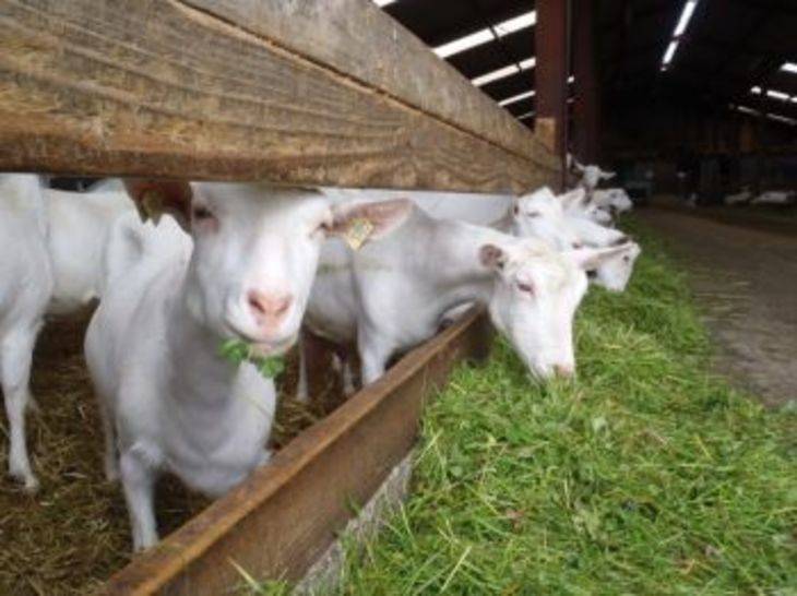 Разведение коз в домашних условиях для начинающих: советы