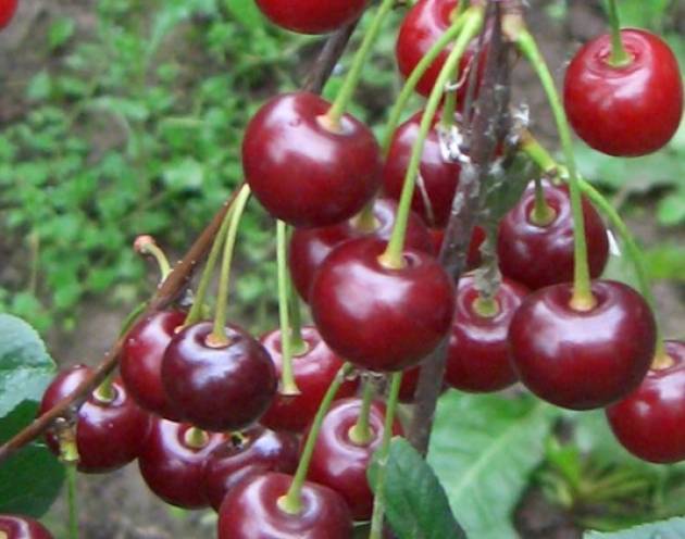 О вишне Радонеж: описание сорта, способы и особенности выращивания