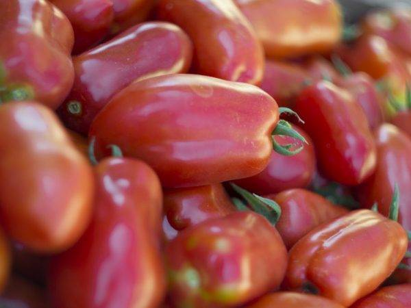 Сорт томата «ракета»: описание, характеристика, посев на рассаду, подкормка, урожайность, фото, видео и самые распространенные болезни томатов