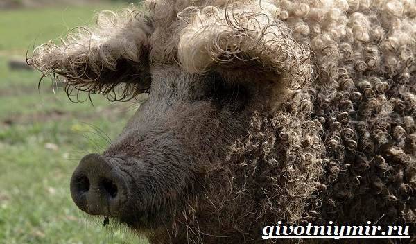 Черные свиньи (29 фото): описание крупных русских черных свиней и других пород. кормление маленьких поросят и взрослых свиней