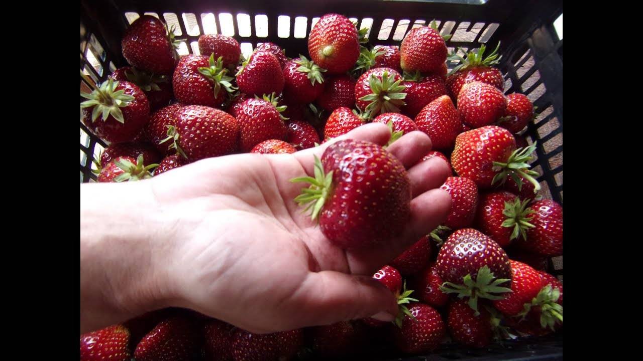 Клубника гирлянда: описание урожайного ягодного сорта, отзывы и фото