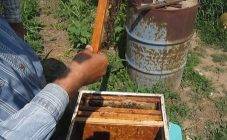 Особенности обработки пчёл щавелевой кислотой