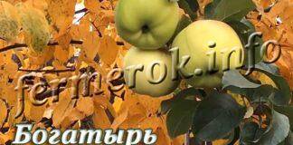 Сорт яблок богатырь: описание и фото, особенности и характеристики, выращивание и уход