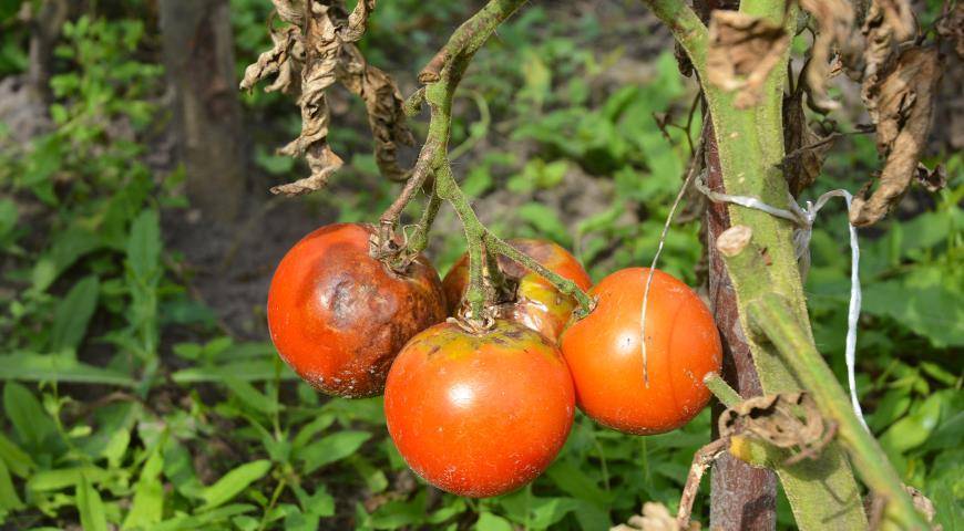 Календарь обработки томатов от болезней и вредителей