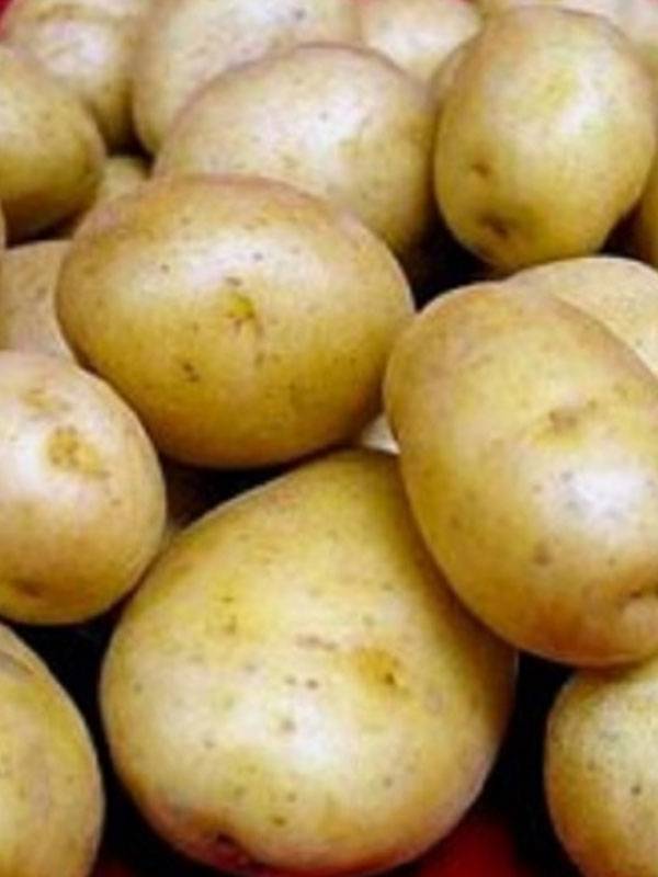 Как выращивать картофель под названием голубизна