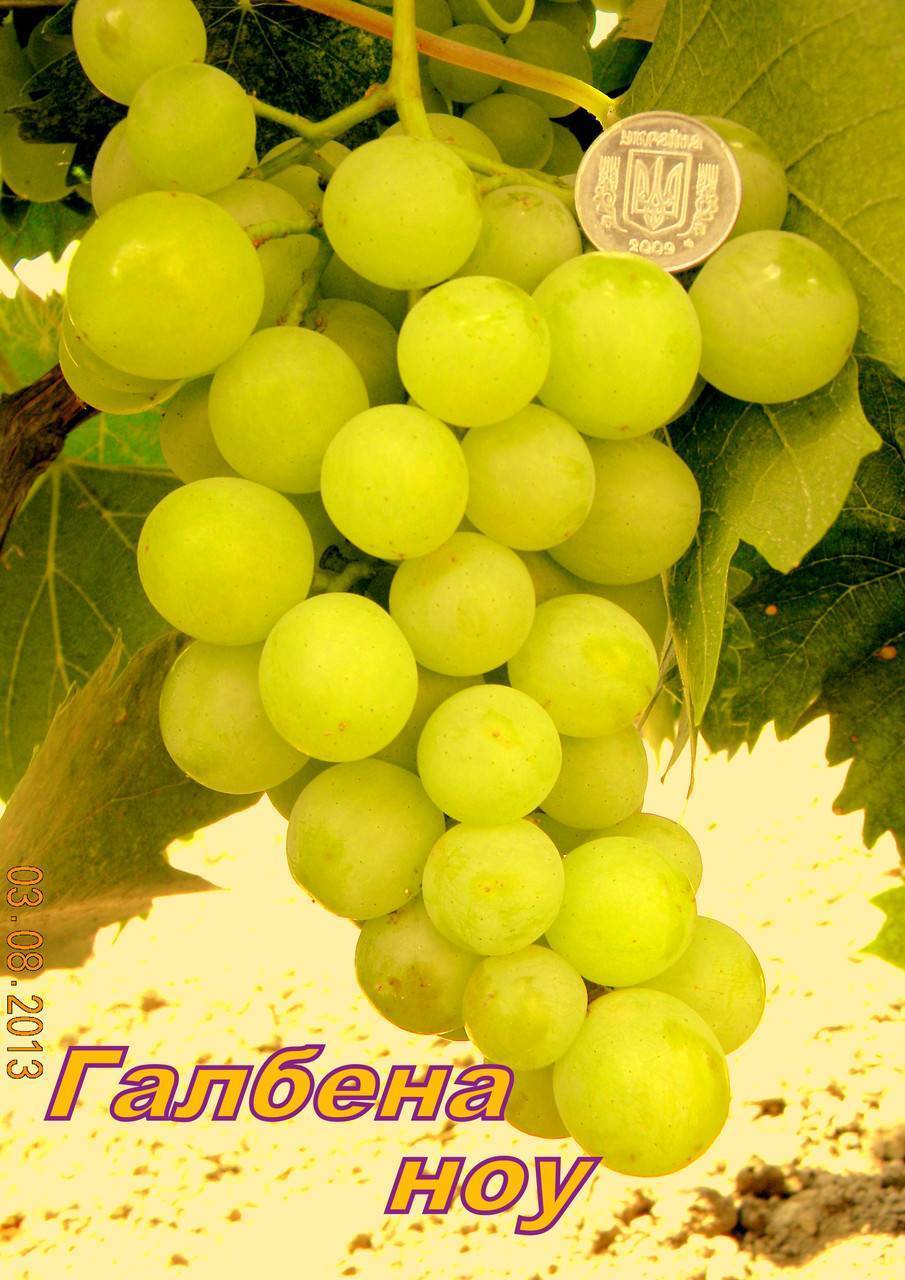 Виноград галбена ноу – описание сорта, особенности посадки и ухода