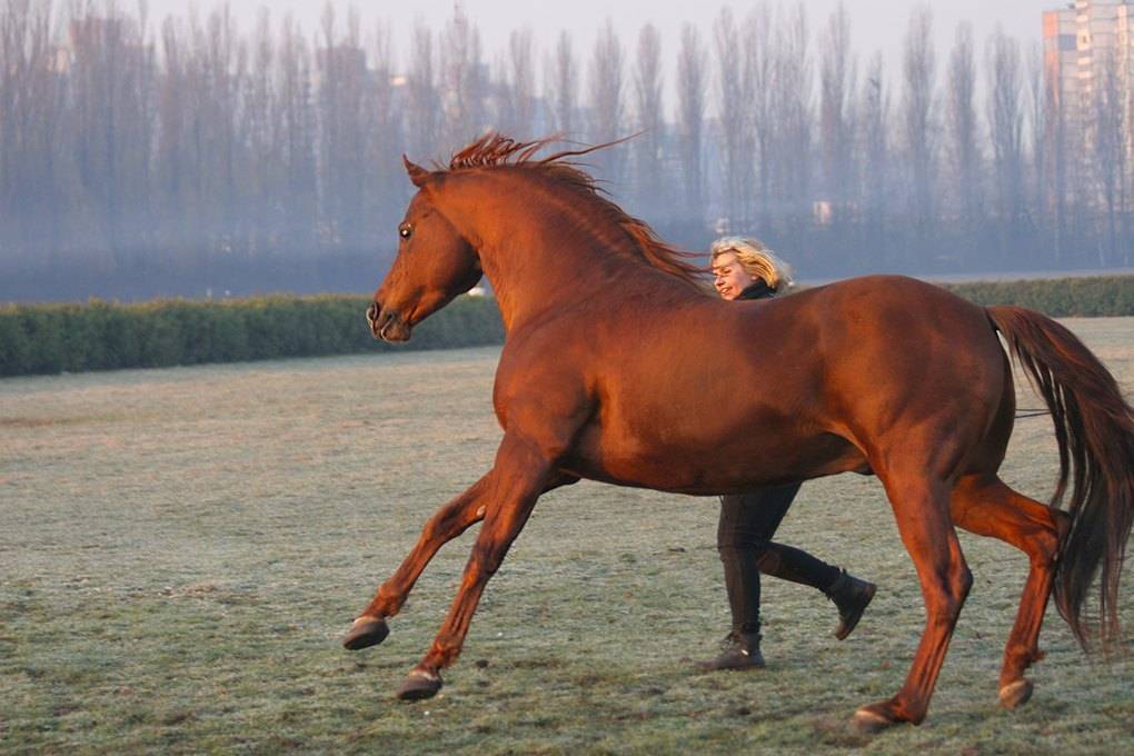Как обучить лошадь ходить боком: 10 шагов