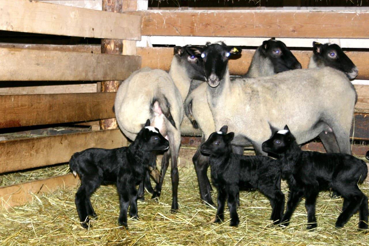 Романовская порода овец (65 фото): описание ягнят и баранов, содержание и разведение