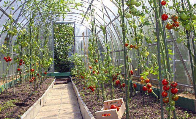 Как подкормить рассаду томатов — сроки и виды удобрений для максимального урожая