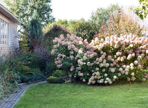 Клумба непрерывного цветения: круглогодичное украшение сада