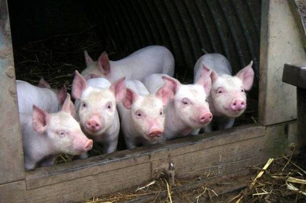 Ландрас порода свиней: характеристика, фото, особенности содержания и разведения