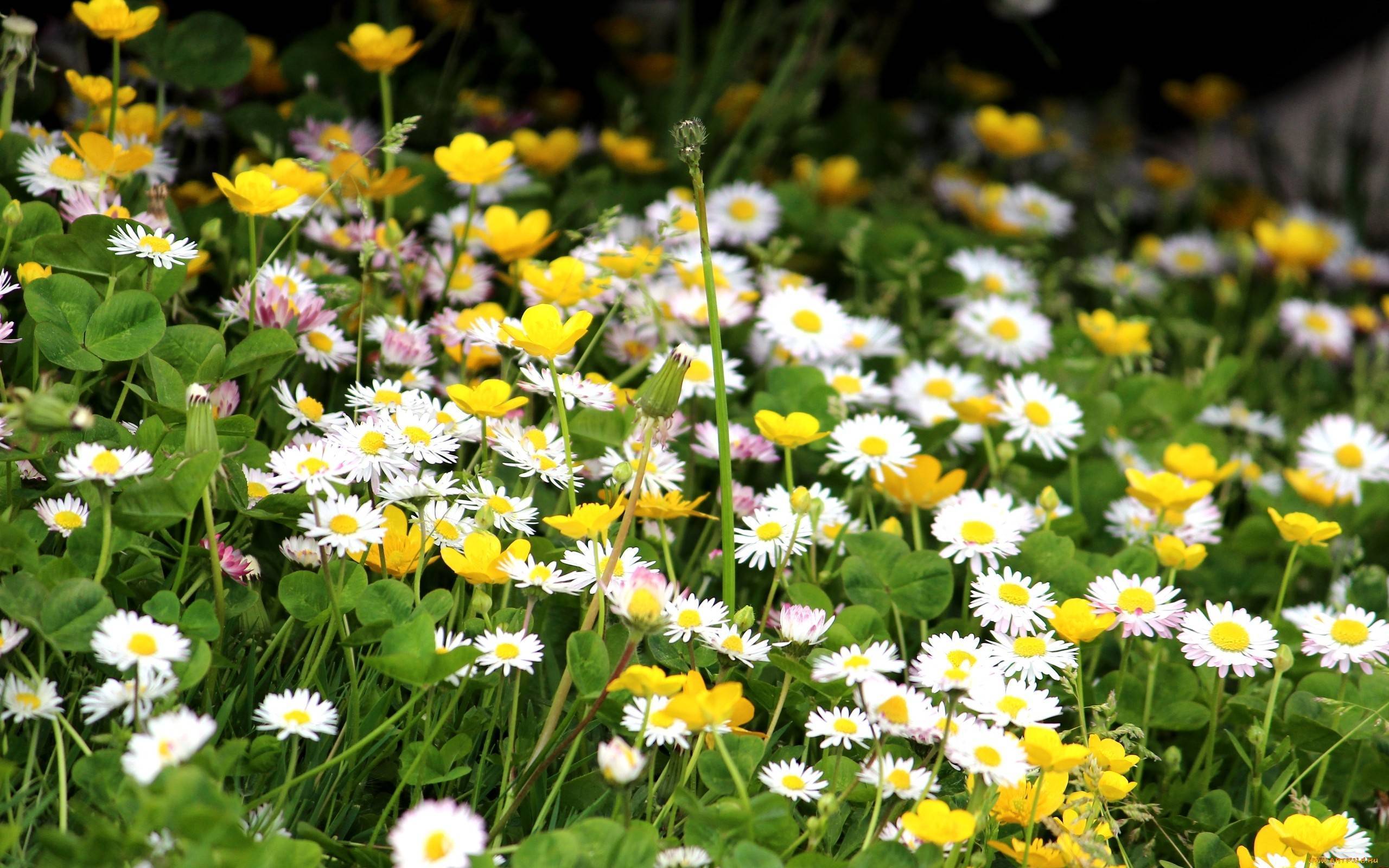 Топ-20 первоцветов: цветы цветущие весной. описание с фото, характеристика, уход