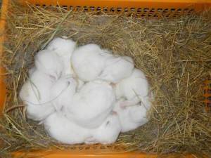 Кролики серый великан: разведение, содержание и рацион