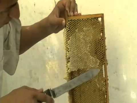 Когда качают мед у пчел в средней полосе, какие рамки не откачивать