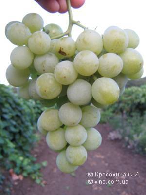 Виноград галбена ноу: характеристика и описание сорта, посадка