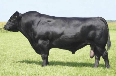 Герефордская порода коров: характеристики, продуктивность, виды, содержание и выращивание
