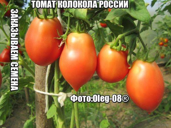 Золотой колокольчик томат описание и фото