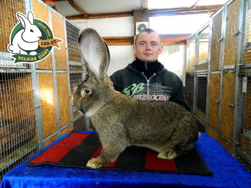 Описание породы кроликов фландр: фото, особенности и содержание