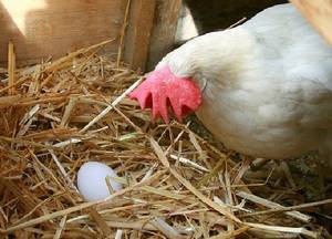 Куры клюют яйца, что делать? причины и способы борьбы с расклевом яиц