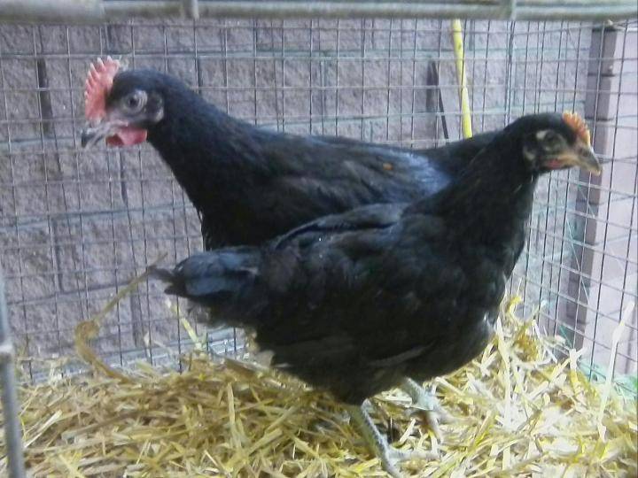 Московская черная курица - описание породы, фото