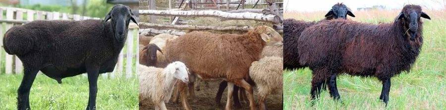 Описание эдильбаевской породы овец
