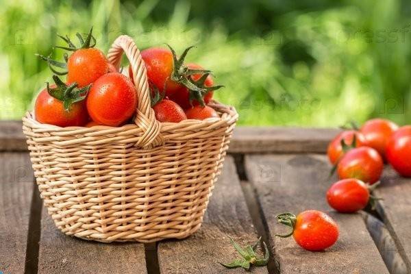 Благоприятные дни для посадки томатов в марте 2020 года
