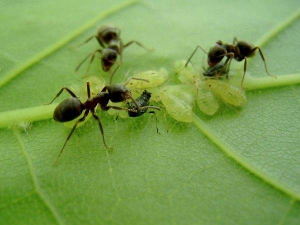 Как избавиться от муравьев в теплице. какие меры борьбы помогут избавиться от вредителей