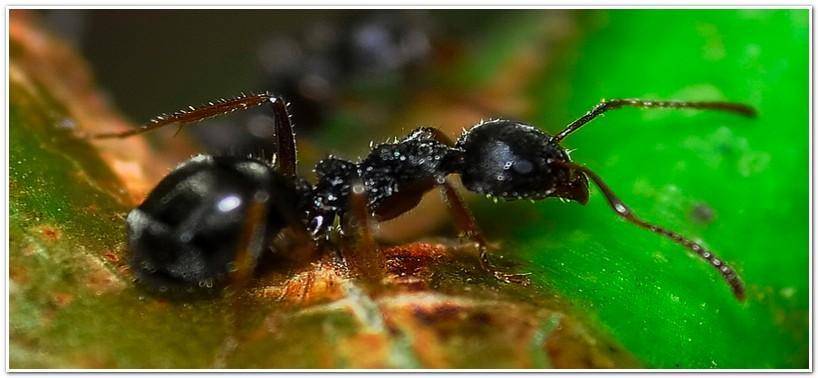 О борьбе с муравьями и тлей на яблоне: какими народными средствами обработать