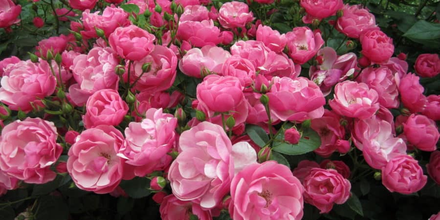 Самые неприхотливые и зимостойкие розы: рекомендации по выбору сорта для разных регионов