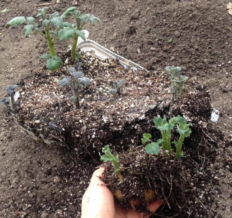 Рассада картофеля: зачем и как выращивают картофель из семян