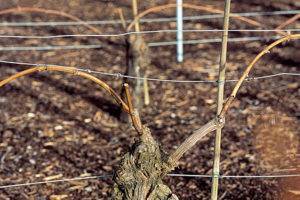 Как спасти виноград от весенних заморозков, когда открывать виноград