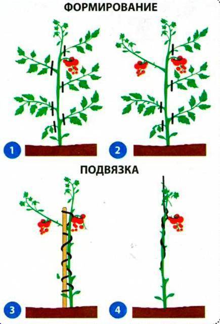 Формирование тепличных томатных кустов в 2 главных стебля: принципы и основные правила