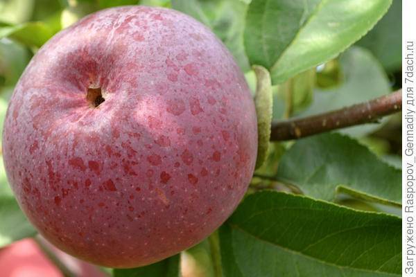 Сорта яблонь с фото и описанием: 30 лучших сортов