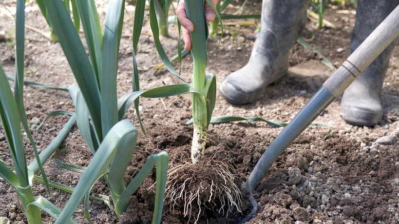 Как вырастить лук-порей: рассадный и безрассадный способы