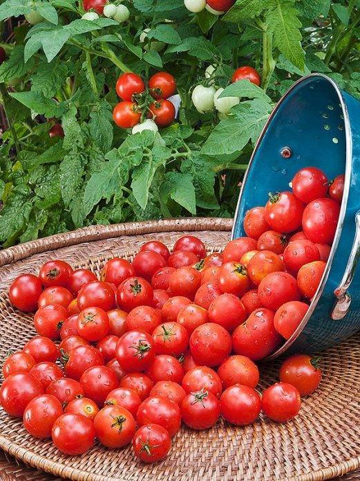 Сорт томата «вишня красная»: фото, отзывы, описание, характеристика, урожайность