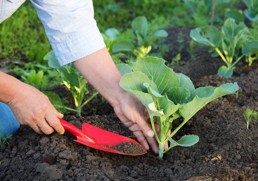Выращивание цветной капусты: агротехника, подготовка рассады, посадка, уход, сбор урожая