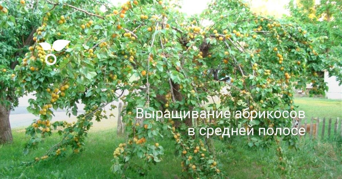 Когда сажать абрикос весной или осенью