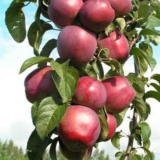 Сорт яблони арбат: описание и подробная характеристика, правила выращивания