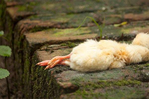 Почему дохнут цыплята и куры – что это за болезнь и что делать