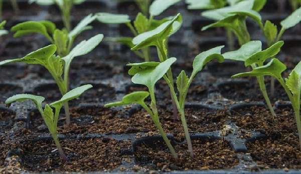 Как вырастить цветную капусту?