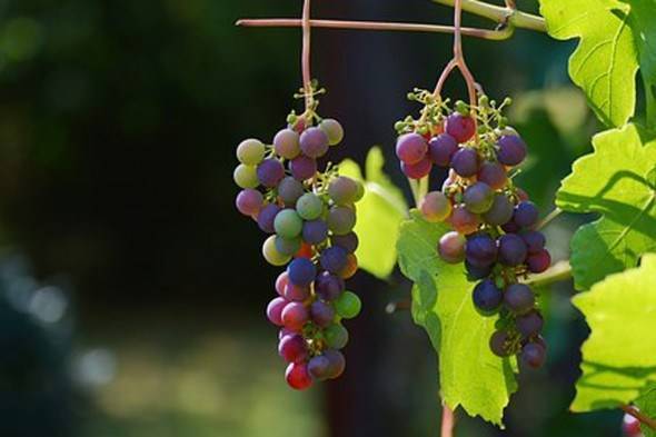Оидиум винограда: предупреждаем, распознаем, лечим