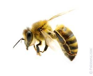 Пчела — minecraft wiki