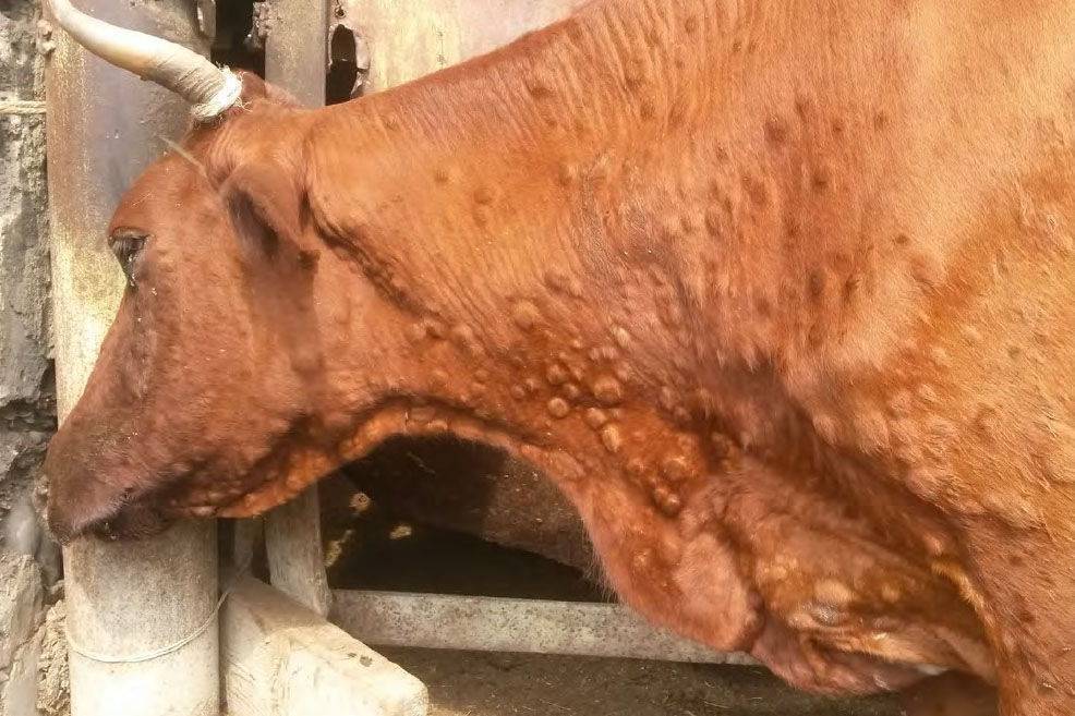 О нодулярном дерматите крупного рогатого скота (инструкция по лечению)