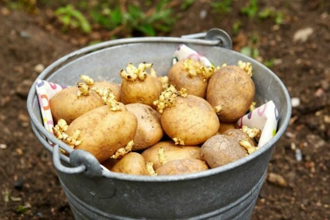 Обработка картофеля перед посадкой – назначение и методы
